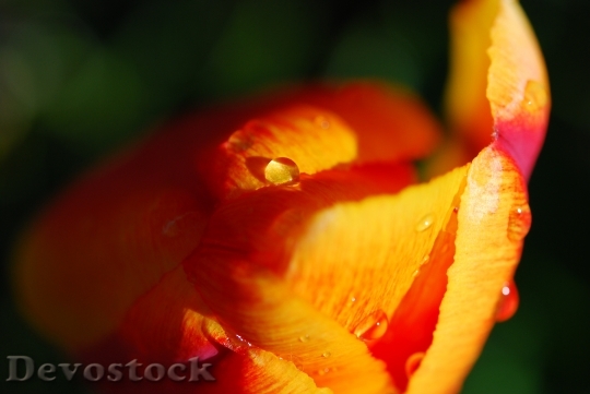 Devostock Flower Tulip Spring Nature 3