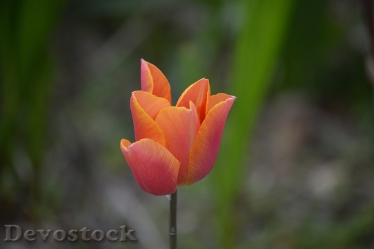Devostock Flower Tulip Spring Nature 4
