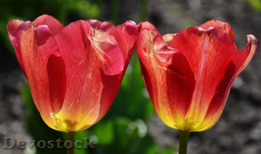 Devostock Flower Tulip Spring Nature 5