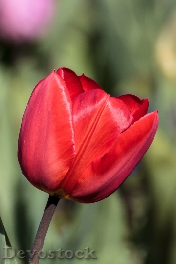 Devostock Flower Tulip Spring Nature