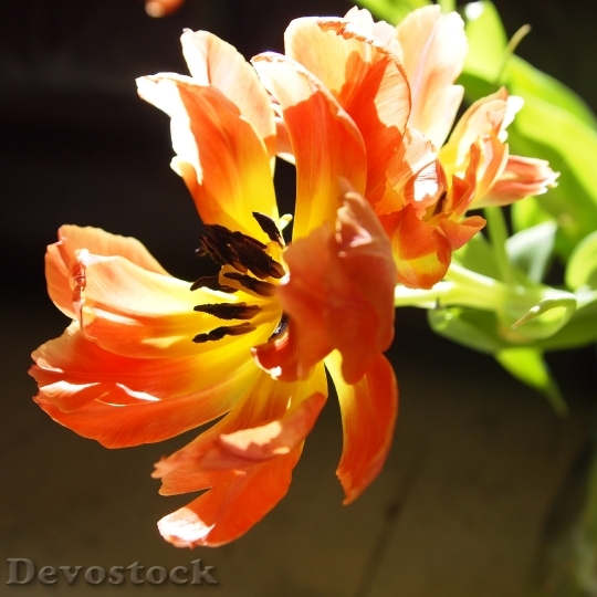 Devostock Flower Tulip Spring Netherlands