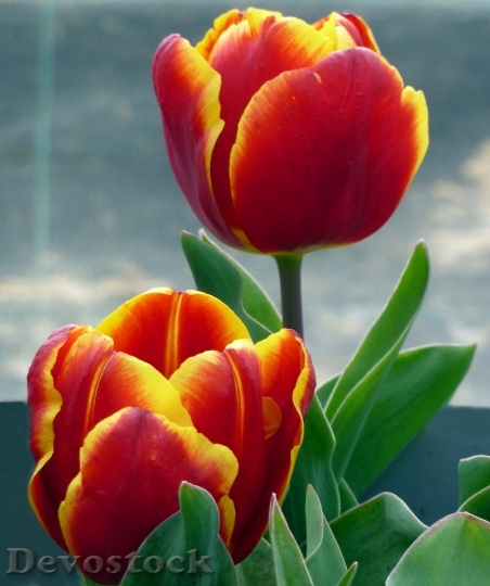 Devostock Flower Tulip Spring Red