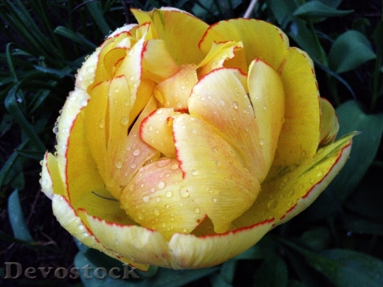 Devostock Flower Tulip Spring Yellow