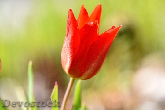 Devostock Flower Tulip Star Tulip
