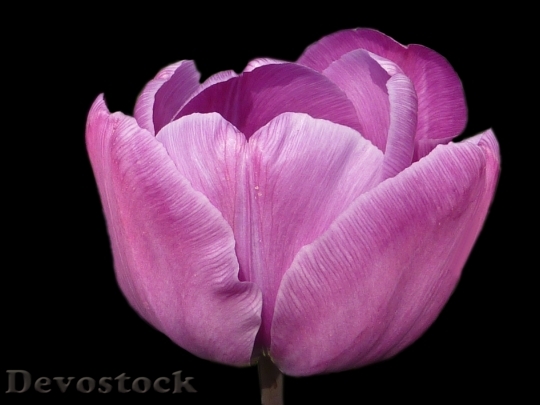 Devostock Flower Tulip Violet Spring