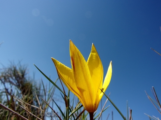 Devostock Flower Tulip Wild Sky
