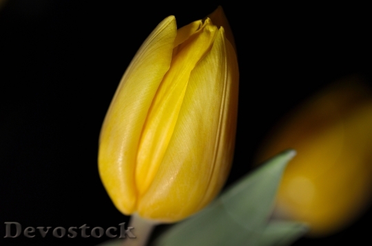 Devostock Flower Tulip Yellow Blossom