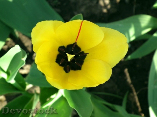 Devostock Flower Tulip Yellow Garden 0