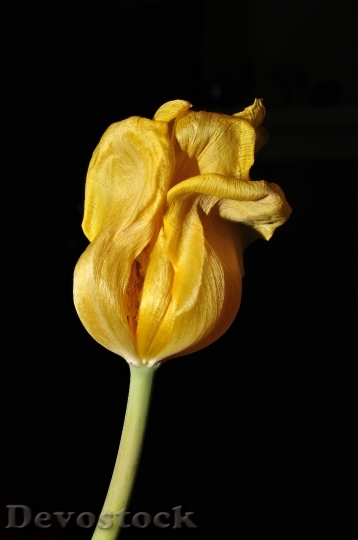 Devostock Flower Tulip Yellow Overblown