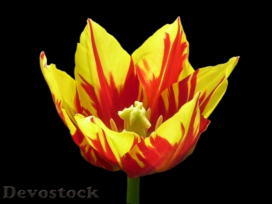 Devostock Flower Tulip Yellow Red 3