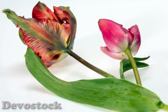 Devostock Flower Tulips Pink Flora