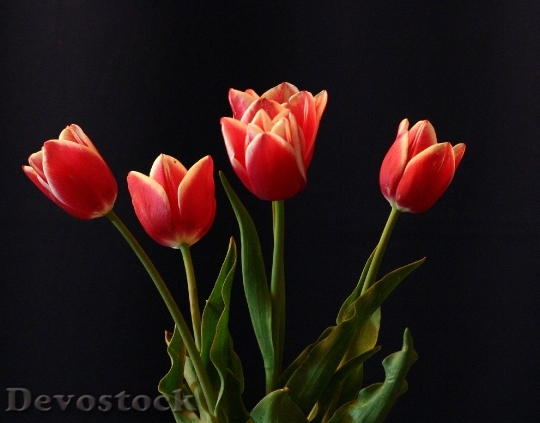 Devostock Flower Tulips Red Still