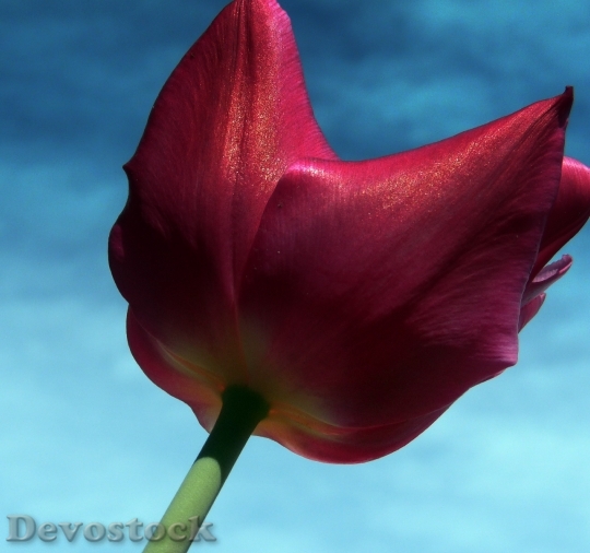 Devostock Flower Wildflower Tulip Floral