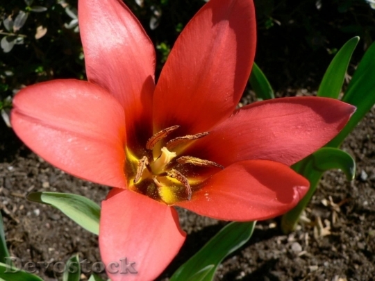 Devostock Flower With Nectar