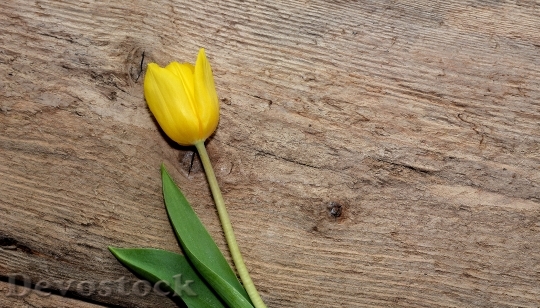 Devostock Flower Yellow Flower Tulip