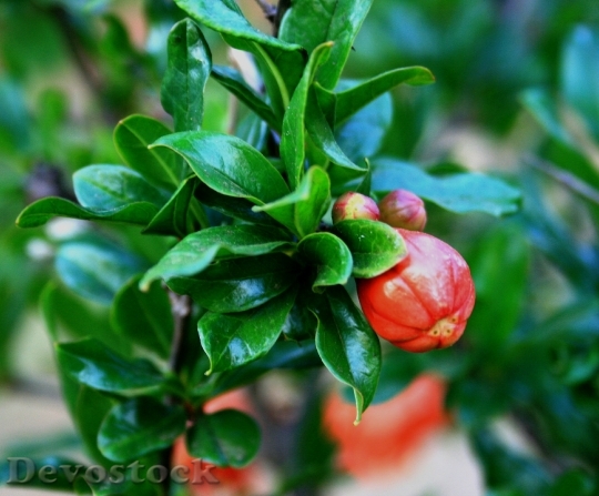 Devostock Flowerbud Orange Color Pomegranate