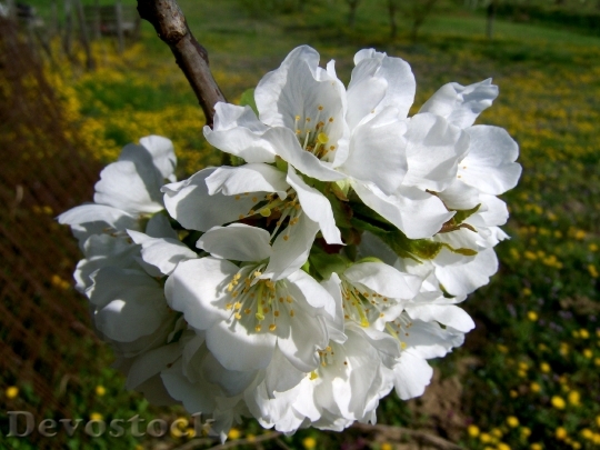 Devostock Flowering Cherry Tree White 2