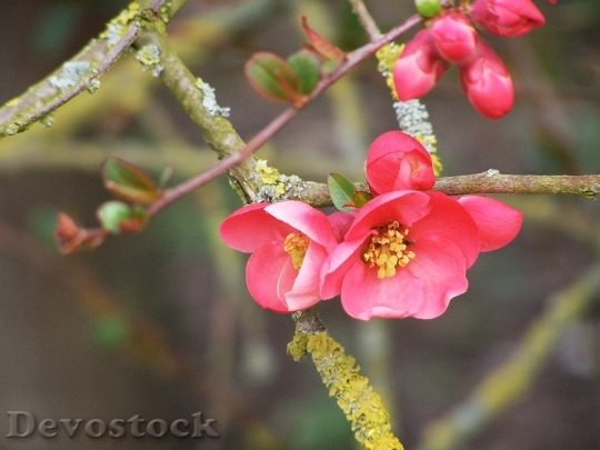 Devostock Flowering Tree Spring Bud