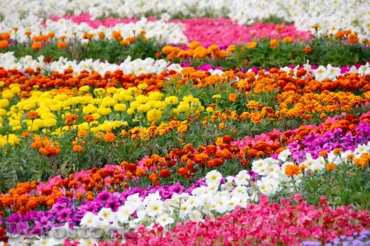 Devostock Flowers Bed Garden Bloom 0