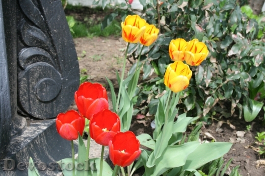 Devostock Flowers Blooms Bright Tulips