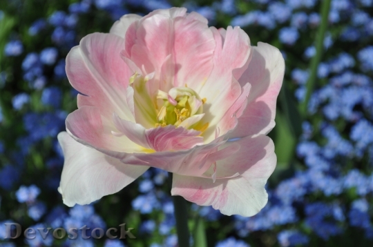 Devostock Flowers Blossom Bloom Pink