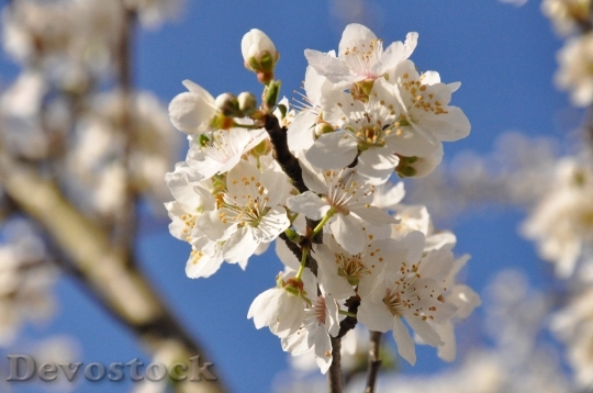 Devostock Flowers Cherry Plum Flowering