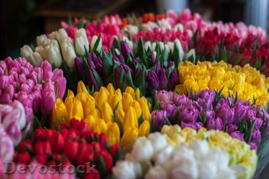 Devostock Flowers Colorful Tulips Decoration