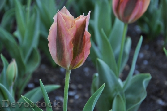Devostock Flowers Flora Tulips Burgas 0