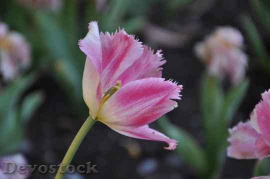 Devostock Flowers Flora Tulips Burgas 3