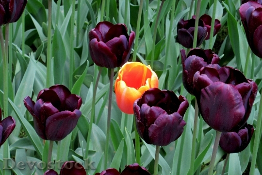 Devostock Flowers Flower Tulips 1575935