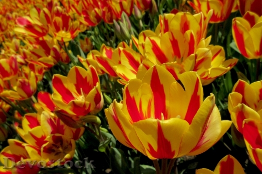 Devostock Flowers Flower Tulips Yellow