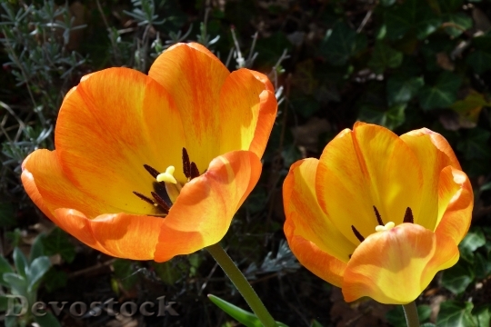 Devostock Flowers Nature Tulips Spring