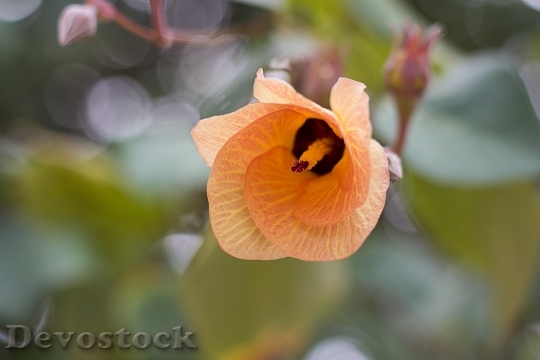 Devostock Flowers Orange Underneath 1377799