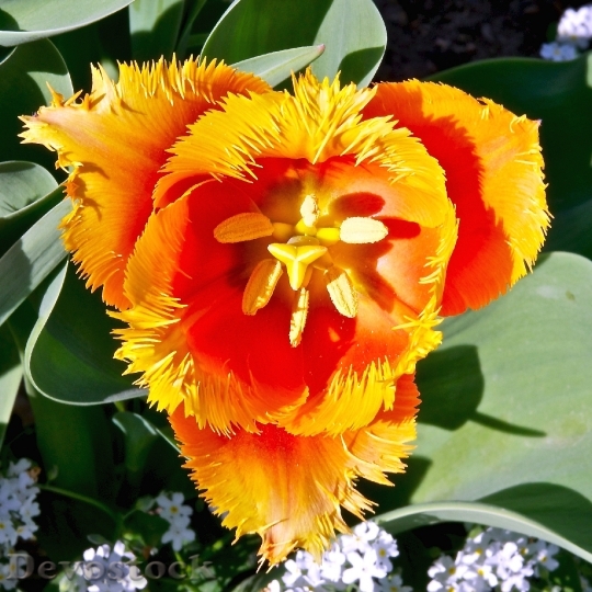 Devostock Flowers Parrot Tulip Orange