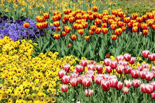 Devostock Flowers Plant Tulips Spring