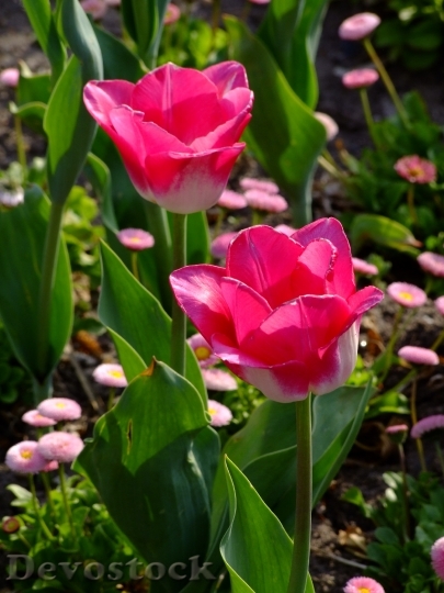 Devostock Flowers Spring Tulips Flower 1