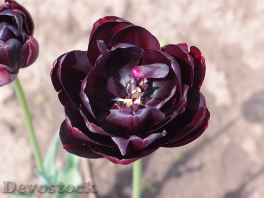 Devostock Flowers Tulip Black Tulip