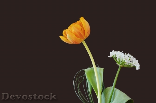 Devostock Flowers Tulip Blossom Bloom 0