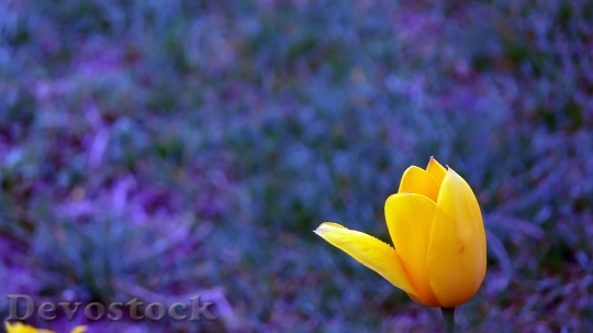 Devostock Flowers Tulip Blur 769965