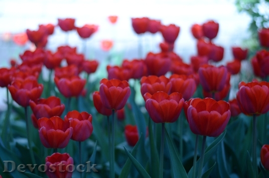 Devostock Flowers Tulip Nature Red