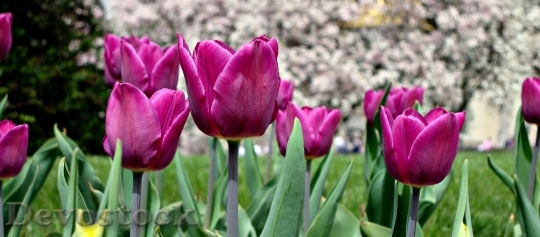 Devostock Flowers Tulips Beauty Nature