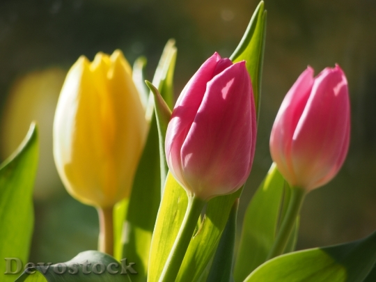 Devostock Flowers Tulips Blossom Bloom
