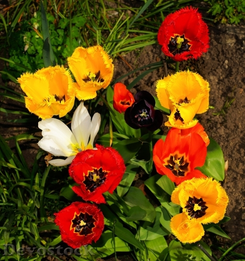Devostock Flowers Tulips Fringed Tulips