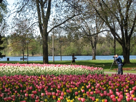 Devostock Flowers Tulips Garden Lake