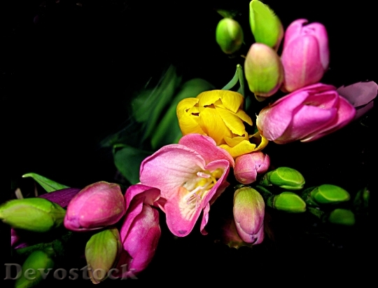 Devostock Flowers Tulips Motive Bouquet