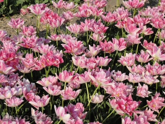 Devostock Flowers Tulips Netherlands Field