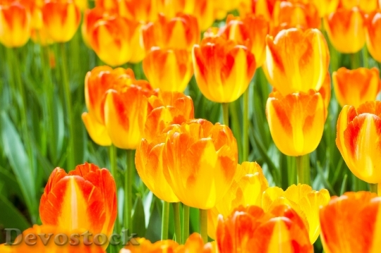 Devostock Flowers Tulips Orange Red
