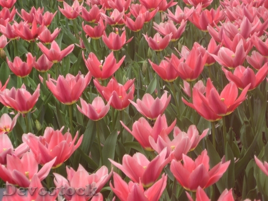 Devostock Flowers Tulips Pink Flowers