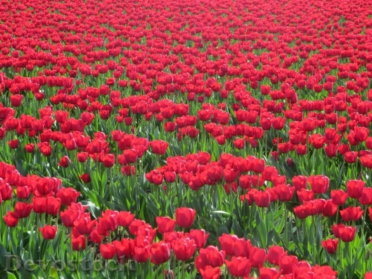 Devostock Flowers Tulips Red Field