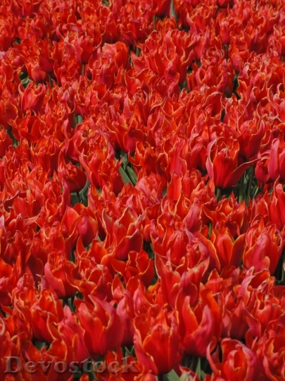 Devostock Flowers Tulips Red Floral